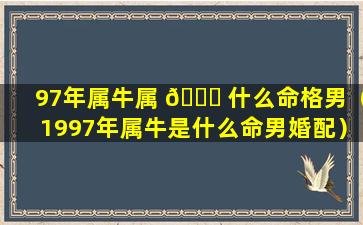 97年属牛属 🐟 什么命格男（1997年属牛是什么命男婚配）